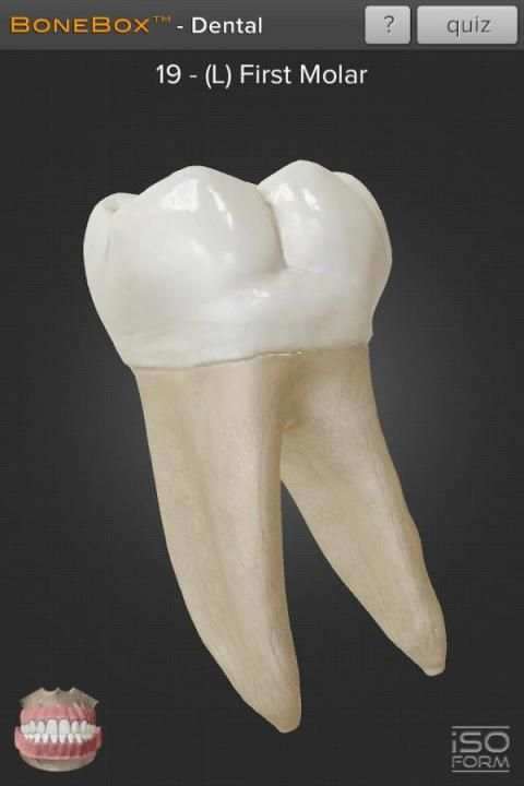 BoneBox™ - Dental Lite screenshot 1