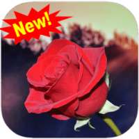 Love flowers GIF & flowers images Gif animated on 9Apps