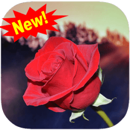 Love flowers GIF &amp; flowers images Gif animated icon