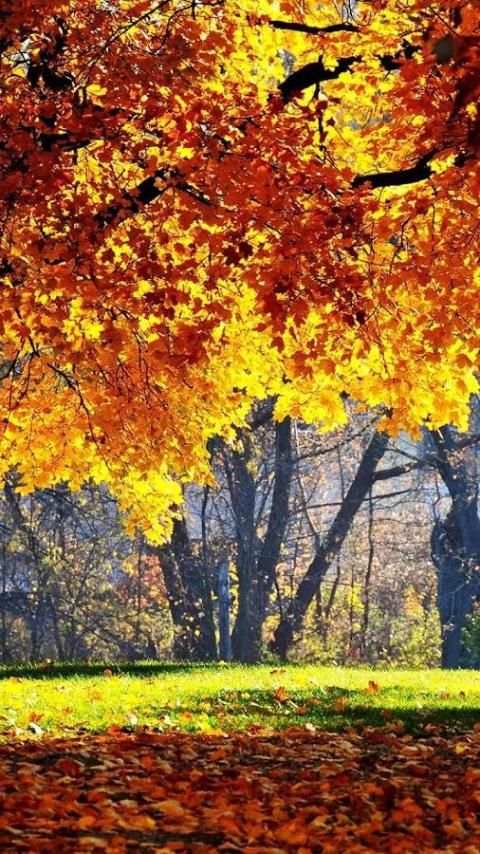 HD Nature Wallpaper screenshot 3