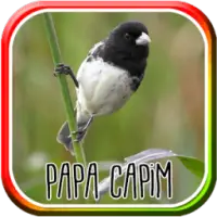 Canto Fêmea de Papa Capim APK 19.0 for Android – Download Canto