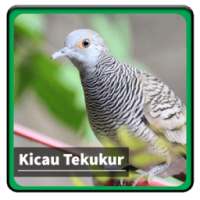 Kicau Suara Burung Tekukur on 9Apps