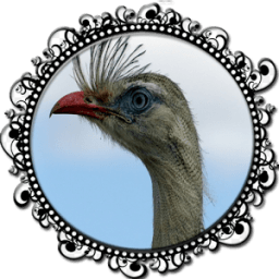 Seriema ave com canto mais lindo icon