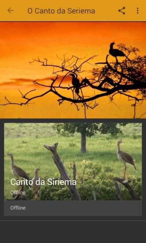 Seriema ave com canto mais lindo screenshot 6