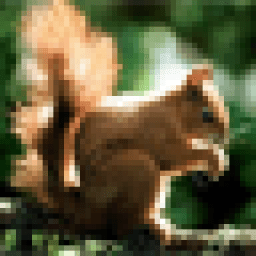 Белки Обои icon