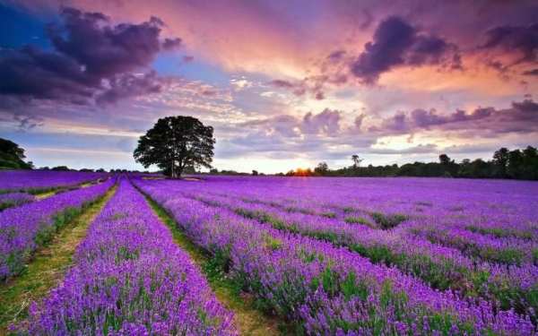 England Wallpapers скриншот 2