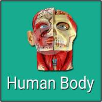 Human Body आइकन