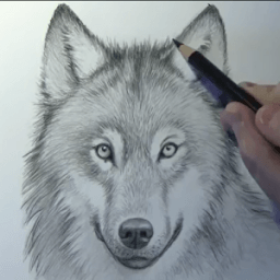 ikon How to draw wolves