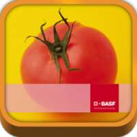 BASF México-Cultivo del Tomate