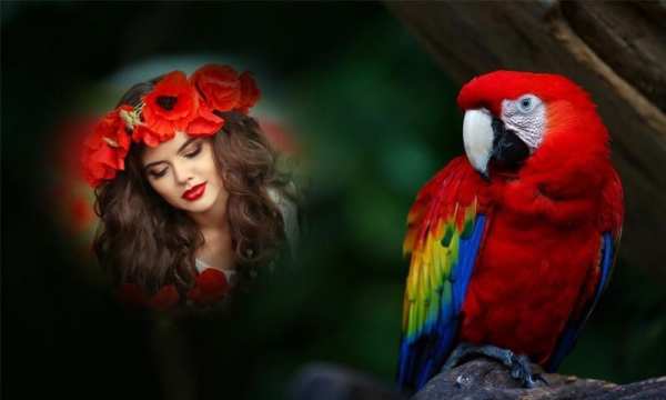 Birds Photo Frames स्क्रीनशॉट 3