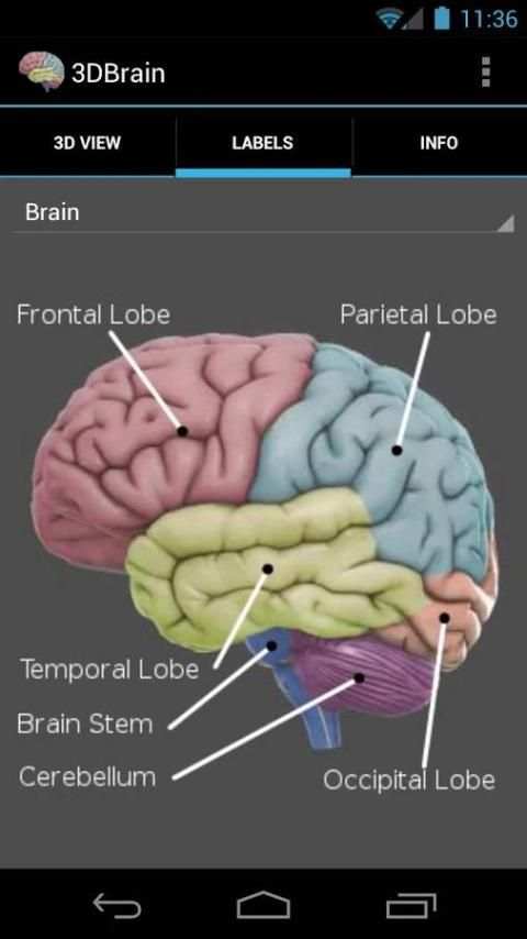 3D Brain screenshot 2