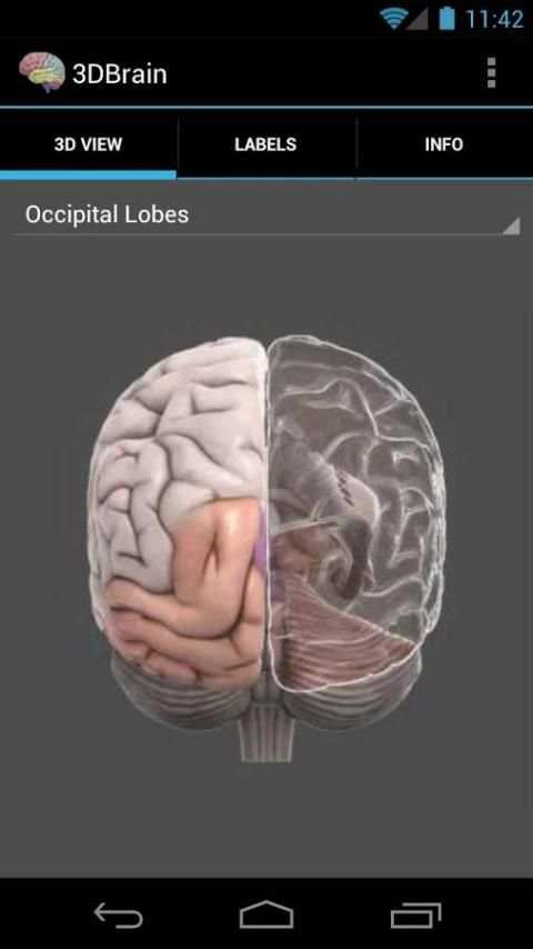 3D Brain screenshot 4