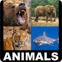 Animal Encyclopedia