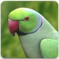 Rose Ringed Parakeet Sound: Ring Neck Parrot Song