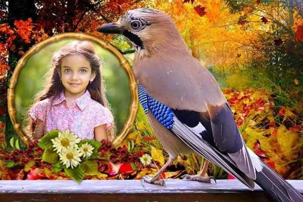 Birds Photo Frames स्क्रीनशॉट 1