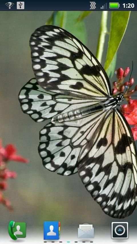 Butterflies Live Wallpaper screenshot 4