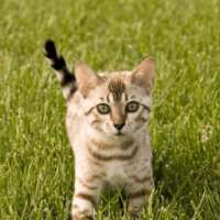Great Cats Jigsaw Puzzles Game logo