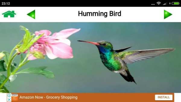 Animal and Bird Sound for Kids скриншот 4