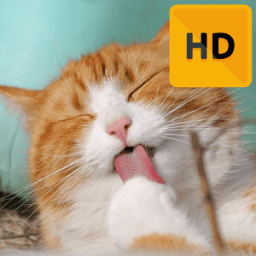 Cat Wallpaper HD иконка