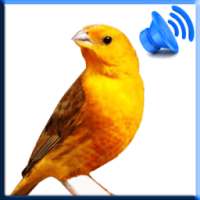 Birds Sound Pro on 9Apps