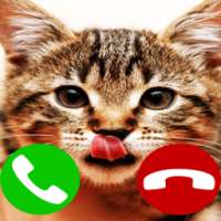 Fake Call Cat