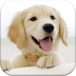 Dog Pairs - Memory Match Game иконка