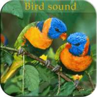Bird Sound