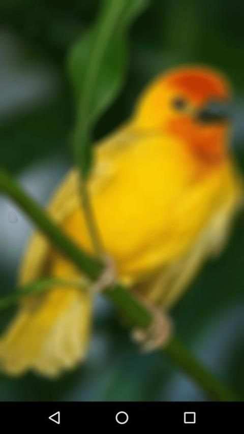 Bird Sound स्क्रीनशॉट 1