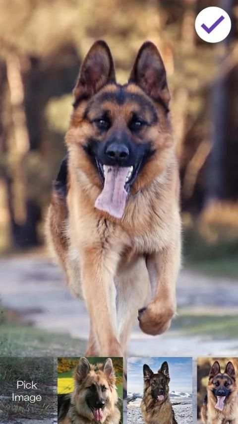 Clever German Shepherd Dog HD Lock Screen 4 تصوير الشاشة