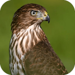 Hawk Sounds أيقونة