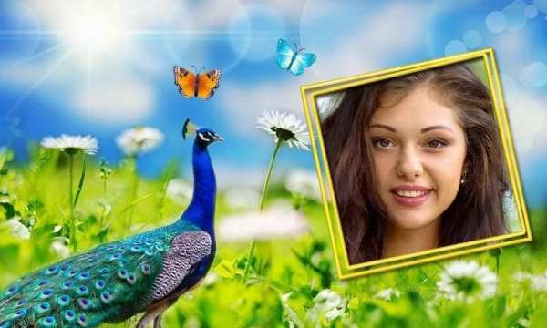 Peacock Photo Frames HD screenshot 2