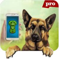 Clicker Training Dogs