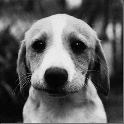 Dog Finder - Adopt A Puppy screenshot 8