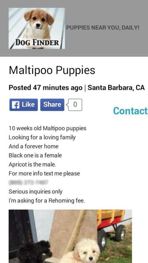 Dog Finder - Adopt A Puppy screenshot 4
