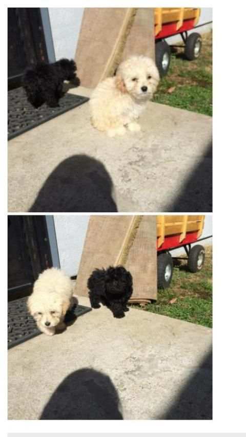 Dog Finder - Adopt A Puppy screenshot 3