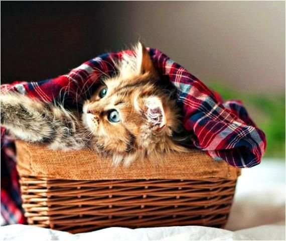 Kitten Cat Jigsaw Puzzles Game screenshot 4