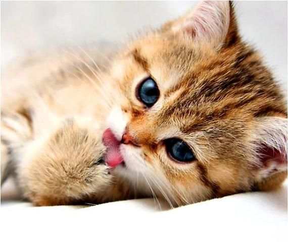 Kitten Cat Jigsaw Puzzles Game screenshot 1