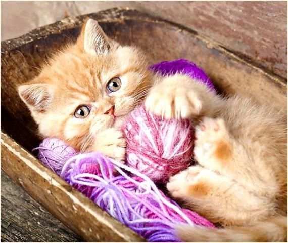 Kitten Cat Jigsaw Puzzles Game screenshot 3