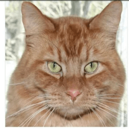 ARTIFICIAL INTELLIGENCE CAT иконка