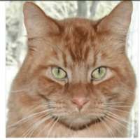 ARTIFICIAL INTELLIGENCE CAT