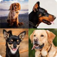Guess The Dog Breeds