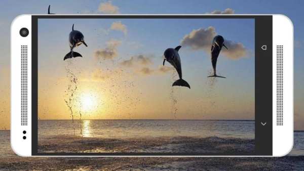Animal & Birds Wallpapers screenshot 2