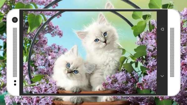 Animal & Birds Wallpapers स्क्रीनशॉट 6