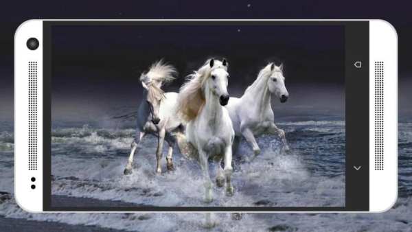 Animal & Birds Wallpapers स्क्रीनशॉट 7