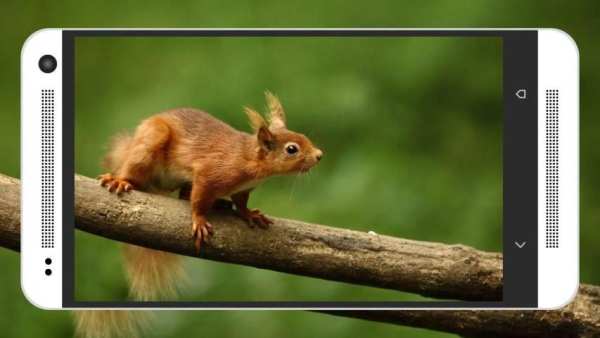 Animal & Birds Wallpapers स्क्रीनशॉट 1