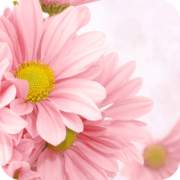 Flowers Launcher Theme: Pink Rose Spring Flower icon