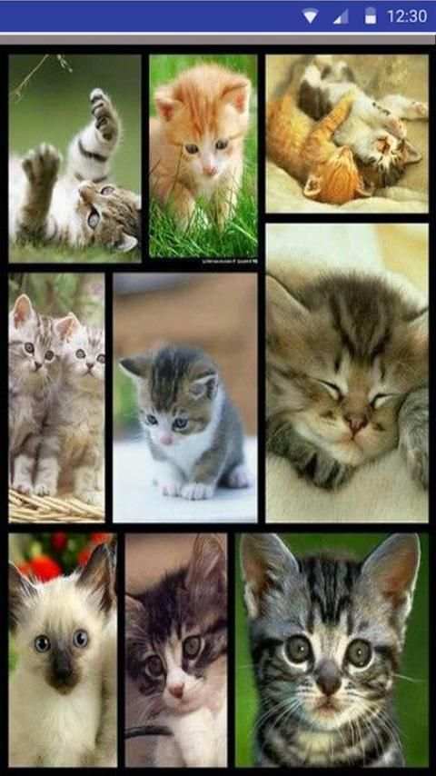 Cat Sounds – Cat Noises App скриншот 1