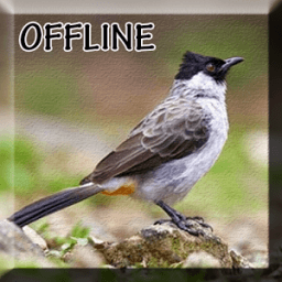 Master Burung Kutilang Gacor иконка