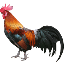 Chicken Sounds أيقونة