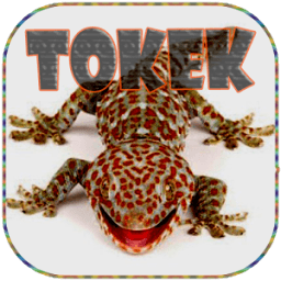 mp3 Suara Tokek иконка